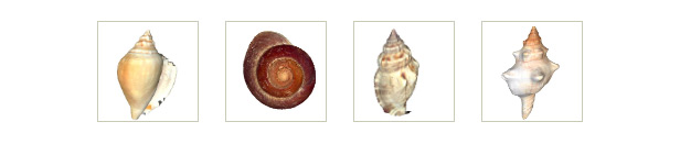 Sea Shells DataSet 